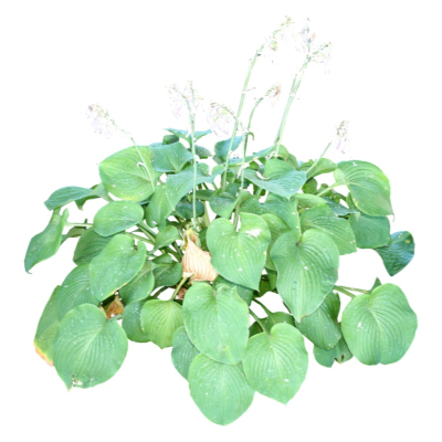 现代2d花草植物组件免费su模型(1)