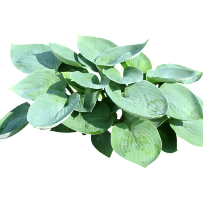 现代2d花草植物组件免费su模型(1)