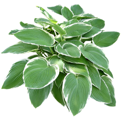现代2d花草植物组件免费su模型(1)