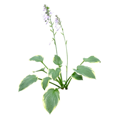 现代2d花草植物组件免费su模型(1)