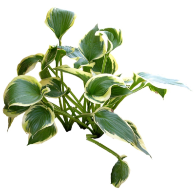 现代2d花草植物组件免费su模型(1)