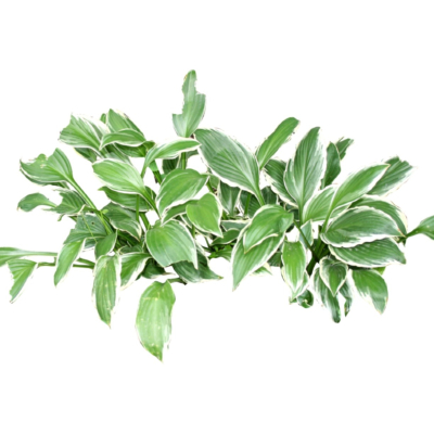 现代2d花草植物组件免费su模型(1)