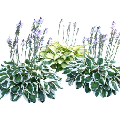 现代2d花草植物组件免费su模型(1)