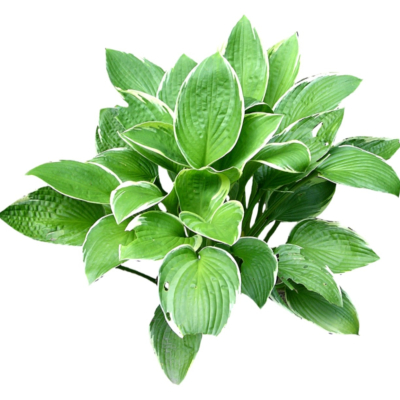 现代2d花草植物组件免费su模型(1)