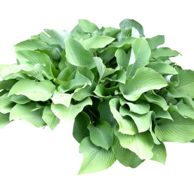 现代2d花草植物组件免费su模型(1)