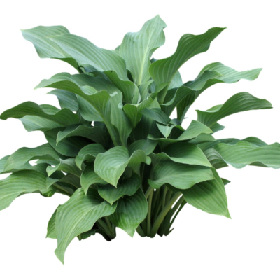 现代2d花草植物组件免费su模型(1)