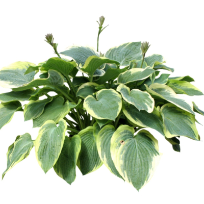 现代2d花草植物组件免费su模型(1)