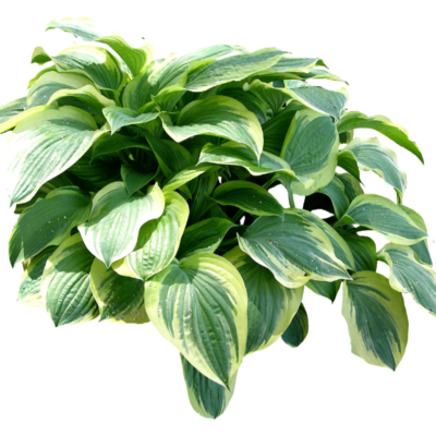 现代2d花草植物组件免费su模型(1)