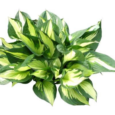 现代2d花草植物组件免费su模型(1)