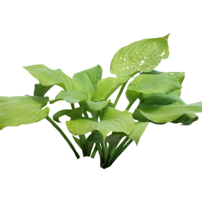 现代2d花草植物组件免费su模型(1)
