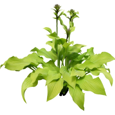 现代2d花草植物组件免费su模型(1)