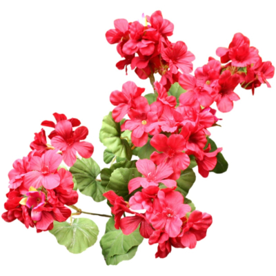 现代2d花草植物组件免费su模型(1)