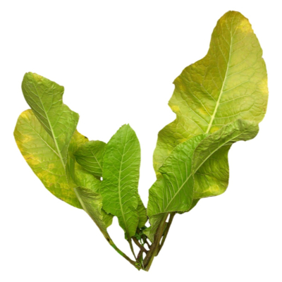 现代2d花草植物组件免费su模型(1)