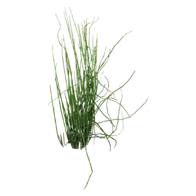 现代2d花草植物组件免费su模型(1)