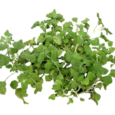 现代2d花草植物组件免费su模型(1)