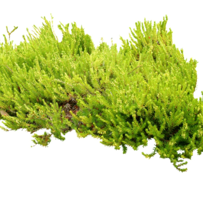 现代2d花草植物组件免费su模型(1)