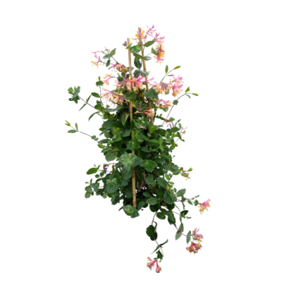 现代2d花草植物组件免费su模型(1)