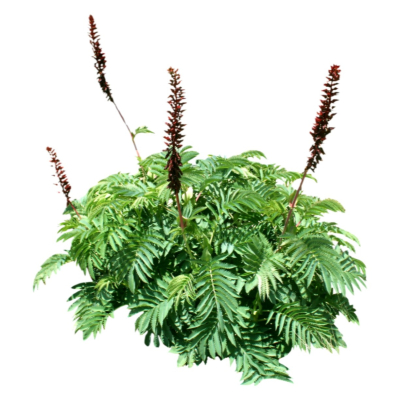 现代2d花草植物组件免费su模型(1)