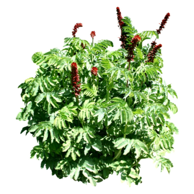 现代2d花草植物组件免费su模型(1)