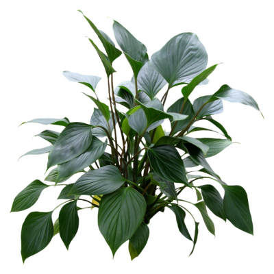 现代2d花草植物组件免费su模型(1)