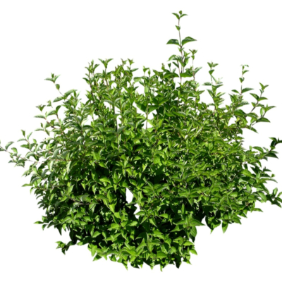 现代2d花草植物组件免费su模型(1)