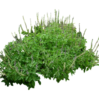 现代2d花草植物组件免费su模型(1)
