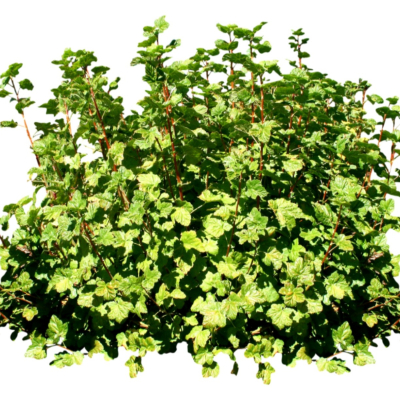 现代2d花草植物组件免费su模型(1)