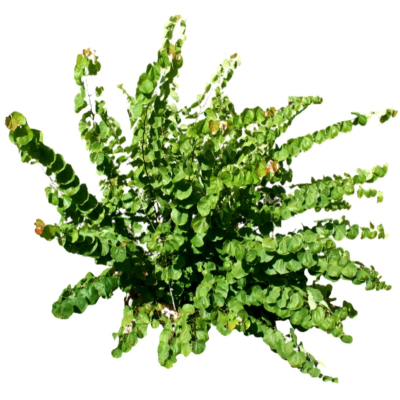 现代2d花草植物组件免费su模型(1)