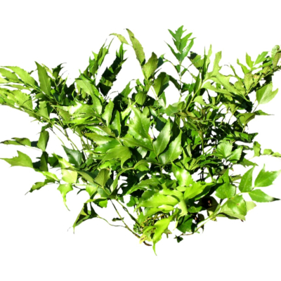 现代2d花草植物组件免费su模型(1)
