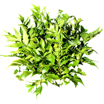 现代2d花草植物组件免费su模型(1)