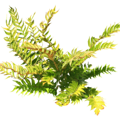 现代2d花草植物组件免费su模型(1)