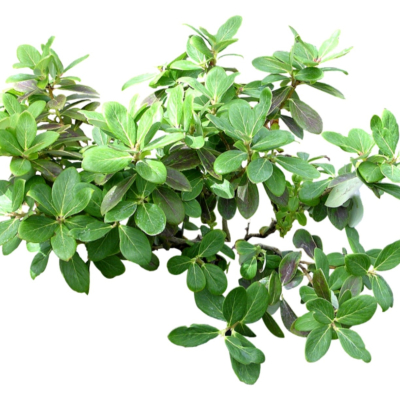 现代2d花草植物组件免费su模型(1)