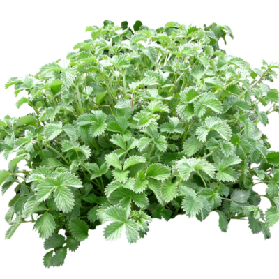 现代2d花草植物组件免费su模型(1)