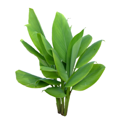现代2d花草植物组件免费su模型(1)