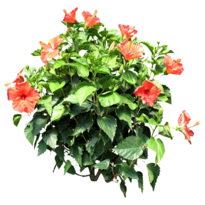 现代2d花草植物组件免费su模型(1)