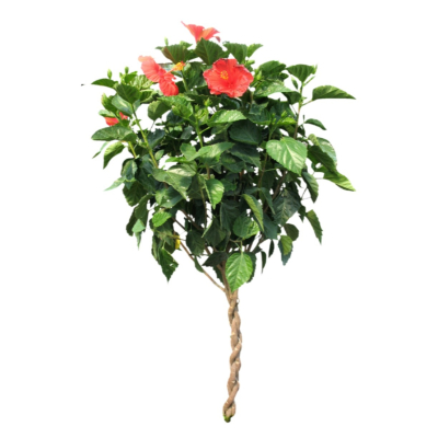 现代2d花草植物组件免费su模型(1)