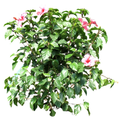 现代2d花草植物组件免费su模型(1)