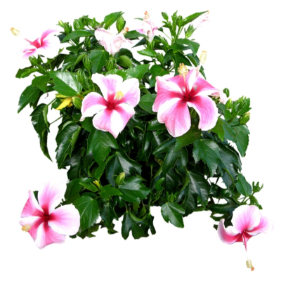 现代2d花草植物组件免费su模型(1)