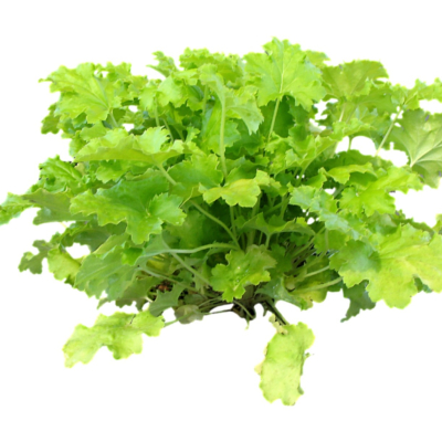 现代2d花草植物组件免费su模型(1)
