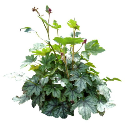 现代2d花草植物组件免费su模型(1)