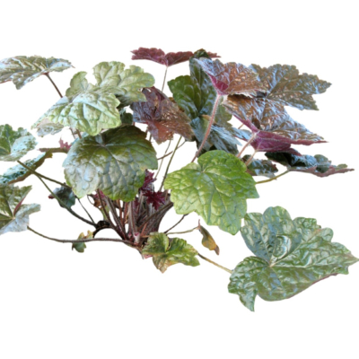 现代2d花草植物组件免费su模型(1)