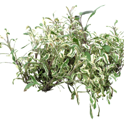 现代2d花草植物组件免费su模型(1)