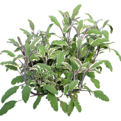 现代2d花草植物组件免费su模型(1)