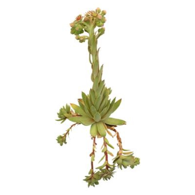 现代2d花草植物组件免费su模型(1)