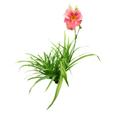 现代2d花草植物组件免费su模型(1)