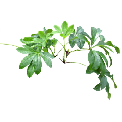 现代2d花草植物组件免费su模型(1)