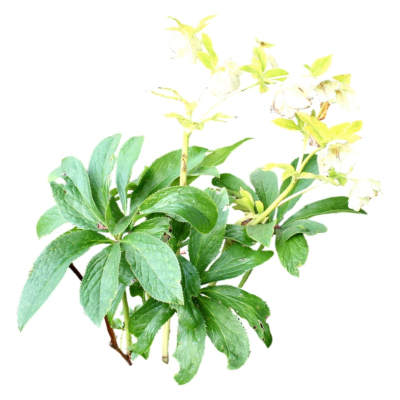 现代2d花草植物组件免费su模型(1)