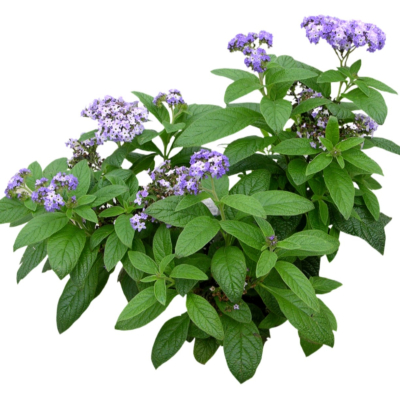 现代2d花草植物组件免费su模型(1)