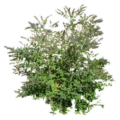 现代2d花草植物组件免费su模型(1)