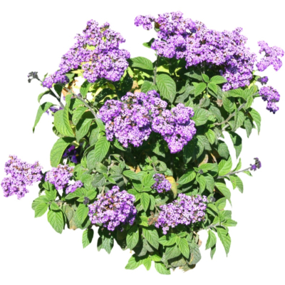 现代2d花草植物组件免费su模型(1)